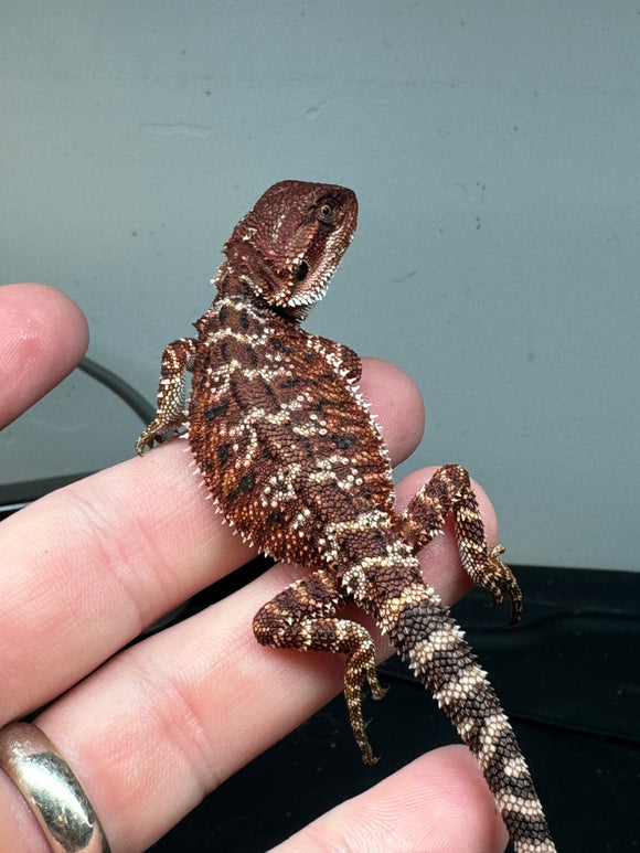 RM309 female, 100% red monster, het  hypo