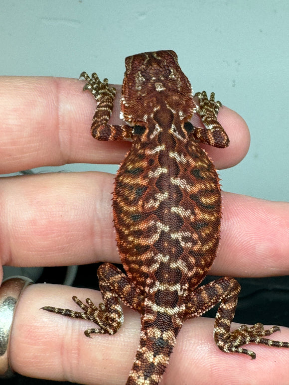 RM310 male, 100% Red Monster, het hypo, leatherback