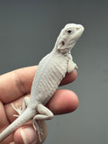 #1329, male, hypo, leatherback, Zero