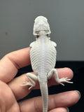 #1329, male, hypo, leatherback, Zero