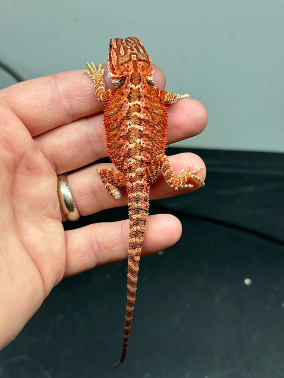 RM311 female, 50% red monster, het hypo