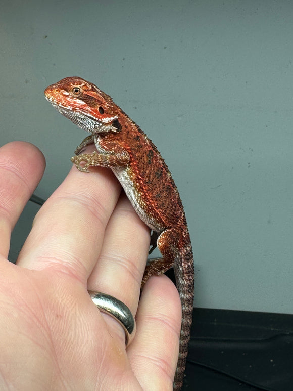 RM312 male, 50% Red Monster, het hypo