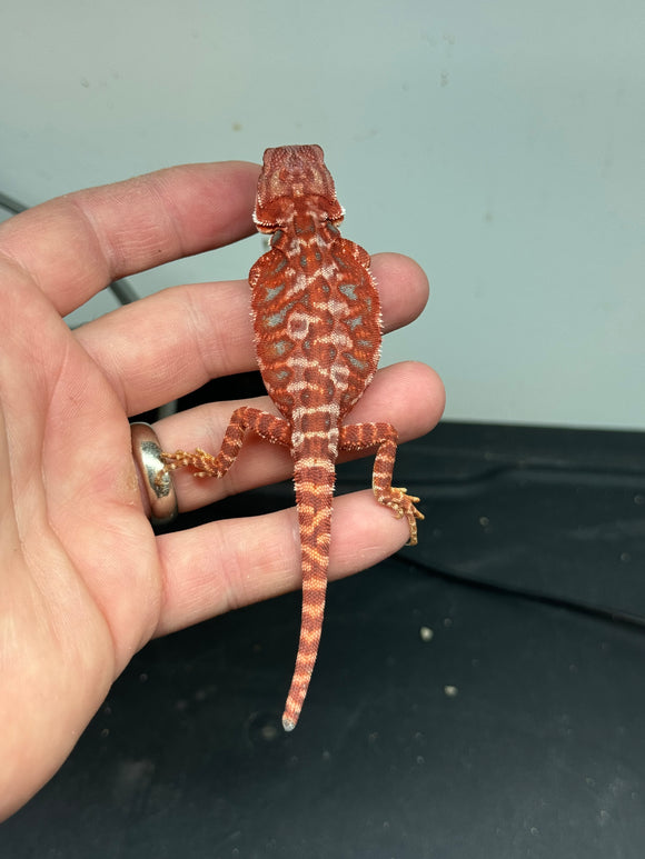 RM313 male, 100% Red Monster, hypo, leatherback, blue bar