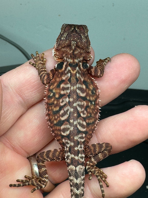 RM314 male, 100% red monster, het hypo, leatherback