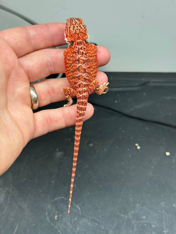 RM315, 50% Red Monster, male, het hypo