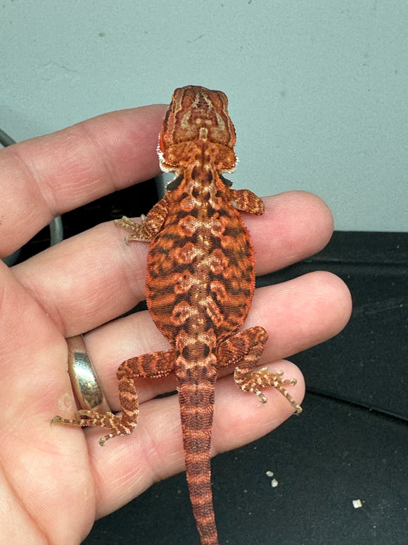 RM316, male, 50% Red Monster, het hypo, leatherback