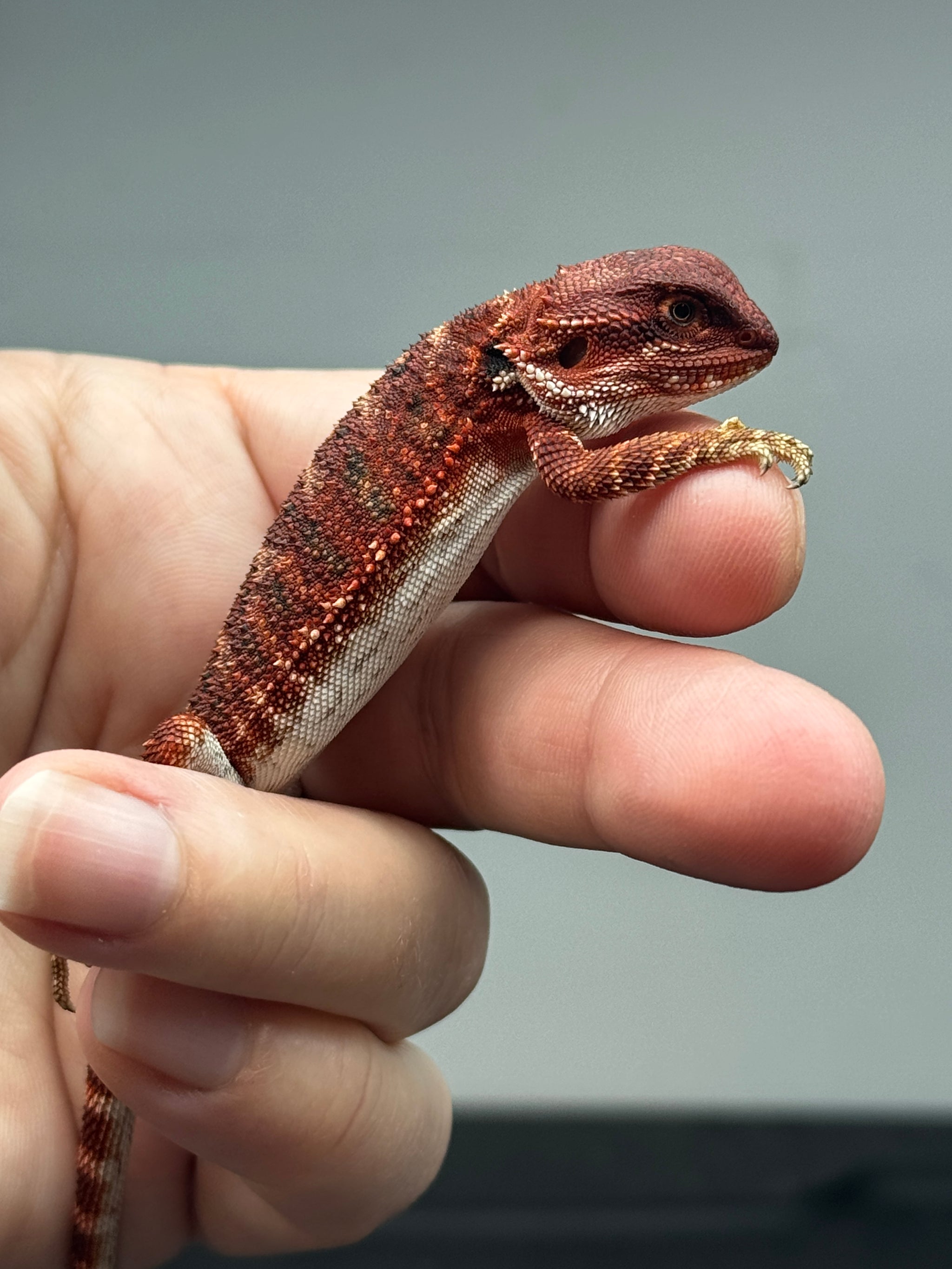 RM678, female, 100% Red Monster, het hypo – Andrew's Reptiles LLC