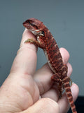 RM678, female, 100% Red Monster, het hypo