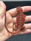 RM678, female, 100% Red Monster, het hypo