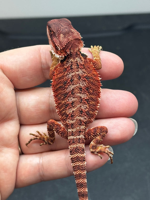 RM679, male, 100% Red Monster, het hypo