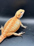 OD35, female, hypo, citrus, trans