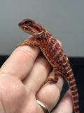 RM679, male, 100% Red Monster, het hypo