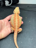 OD35, female, hypo, citrus, trans