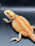 OD35, female, hypo, citrus, trans