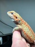 OD35, female, hypo, citrus, trans