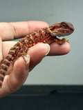 RM679, male, 100% Red Monster, het hypo