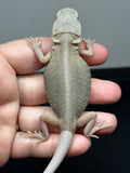 #1334, male, hypo, trans, leatherback, Witblits, poss het zero