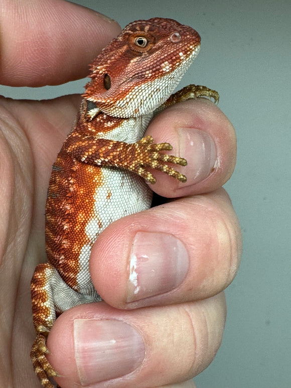 RM317,  female, 100% Red Monster, hypo, leatherback, blue bar