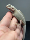 #1334, male, hypo, trans, leatherback, Witblits, poss het zero