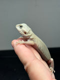 #1334, male, hypo, trans, leatherback, Witblits, poss het zero