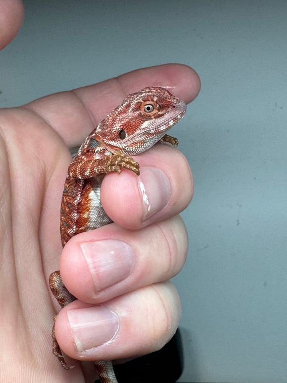 RM318 100% red Monster, female, hypo, leatherback