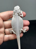 #1338, female, hypo, Zero