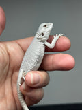 #1338, female, hypo, Zero