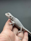 #1338, female, hypo, Zero