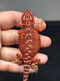 RM687, female, 50% red monster, het hypo