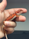 RM687, female, 50% red monster, het hypo