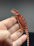 RM687, female, 50% red monster, het hypo