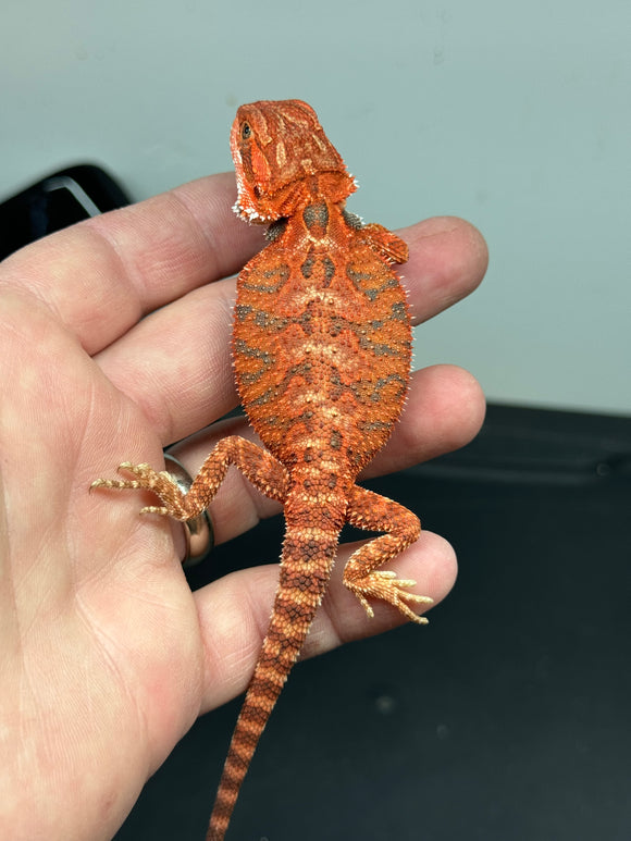 RM320 male, 50% red monster, het hypo, tiger