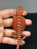 RM688; male, 50% Red Monster, het hypo