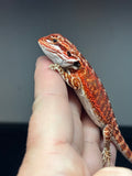 RM688; male, 50% Red Monster, het hypo