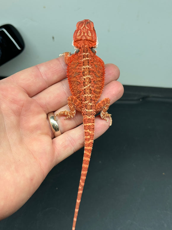 RM321 male, 50% Red Monster, het hypo