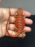 RM688; male, 50% Red Monster, het hypo