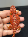 RM689, male, 50% red monster, het hypo