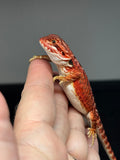 RM689, male, 50% red monster, het hypo
