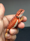 RM689, male, 50% red monster, het hypo