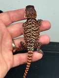 RM322, 100% Red Monster, female, het hypo, leatherback