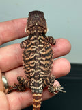 RM322, 100% Red Monster, female, het hypo, leatherback