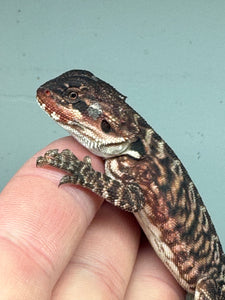 RM322, 100% Red Monster, female, het hypo, leatherback