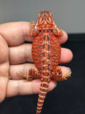 RM691; male, 50% red monster, het hypo
