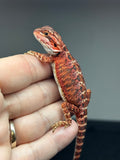 RM691; male, 50% red monster, het hypo