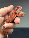 RM691; male, 50% red monster, het hypo