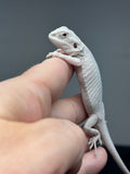 #1340, female, hypo, leatherback, zero