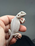 #1340, female, hypo, leatherback, zero