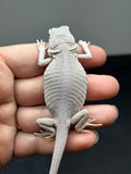 #1340, female, hypo, leatherback, zero