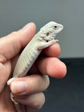 #1344; female, hypo, leatherback, Witblits, possible het zero