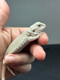 #1345, female, hypo, leatherback, Witblits, poss het zero